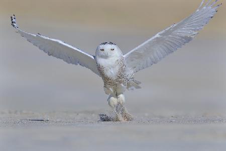 Snowy Owl