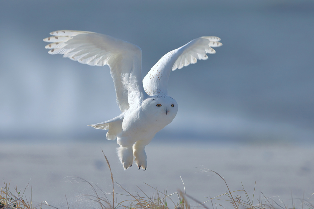 Snowy Owl von Gavin Lam