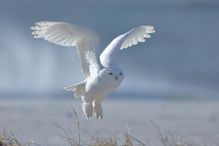 Snowy Owl