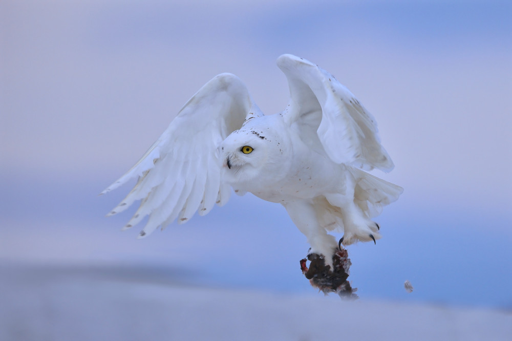 Snowy Owl von Gavin Lam