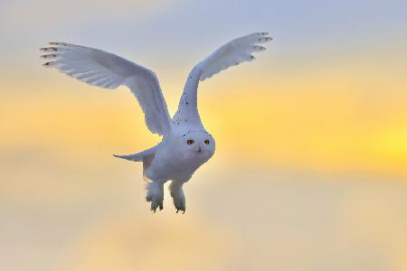 Snowy Owl