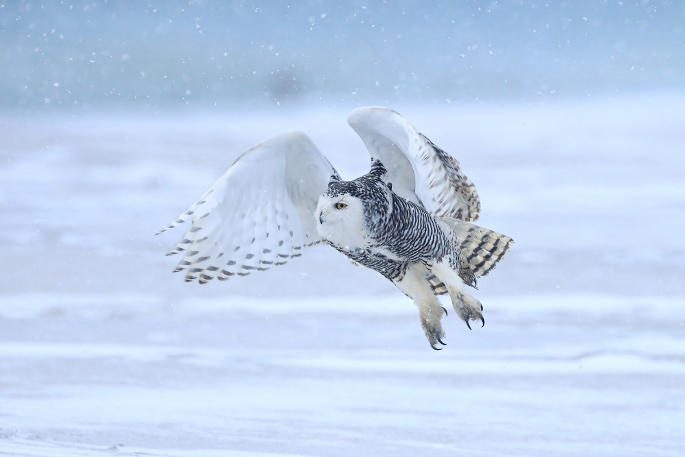 Snowy Owl von Gavin Lam