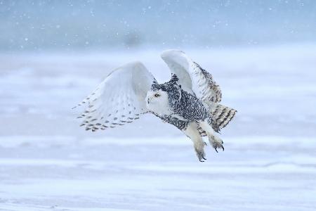 Snowy Owl