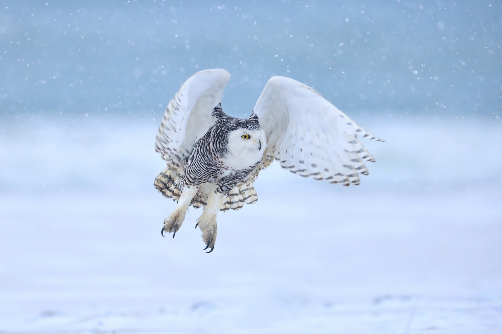 Snowy Owl von Gavin Lam