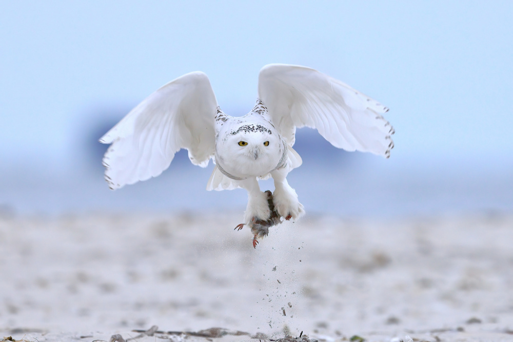 Snowy Owl von Gavin Lam