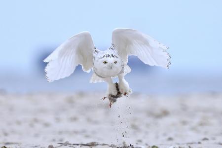 Snowy Owl