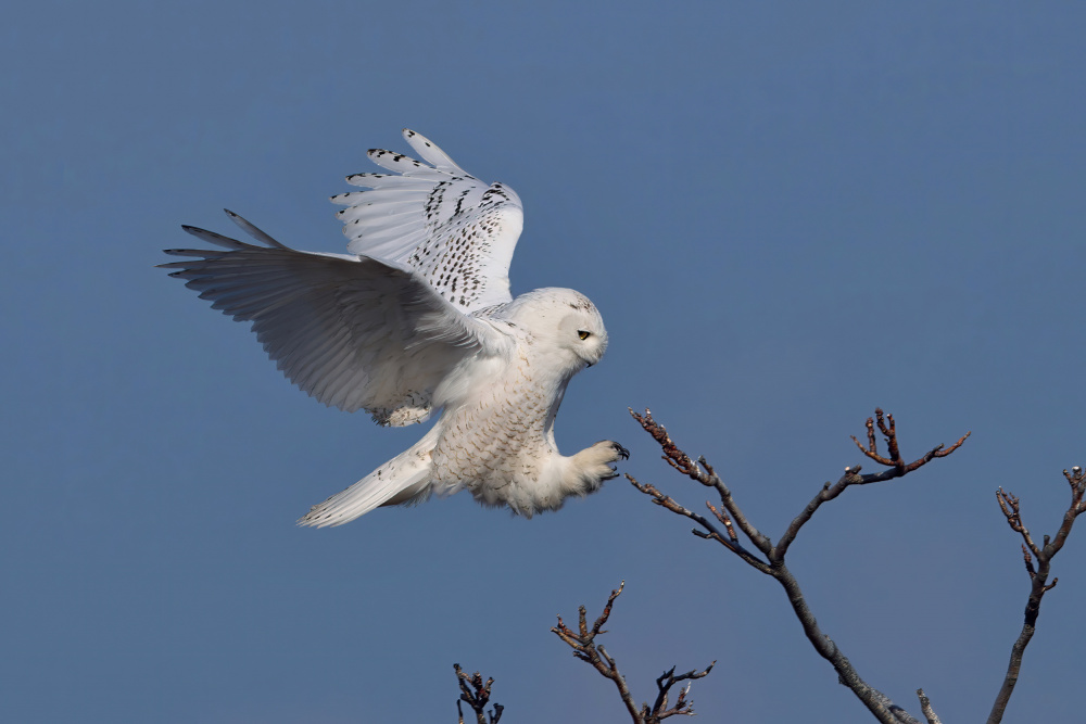 Snowy Owl von Gavin Lam