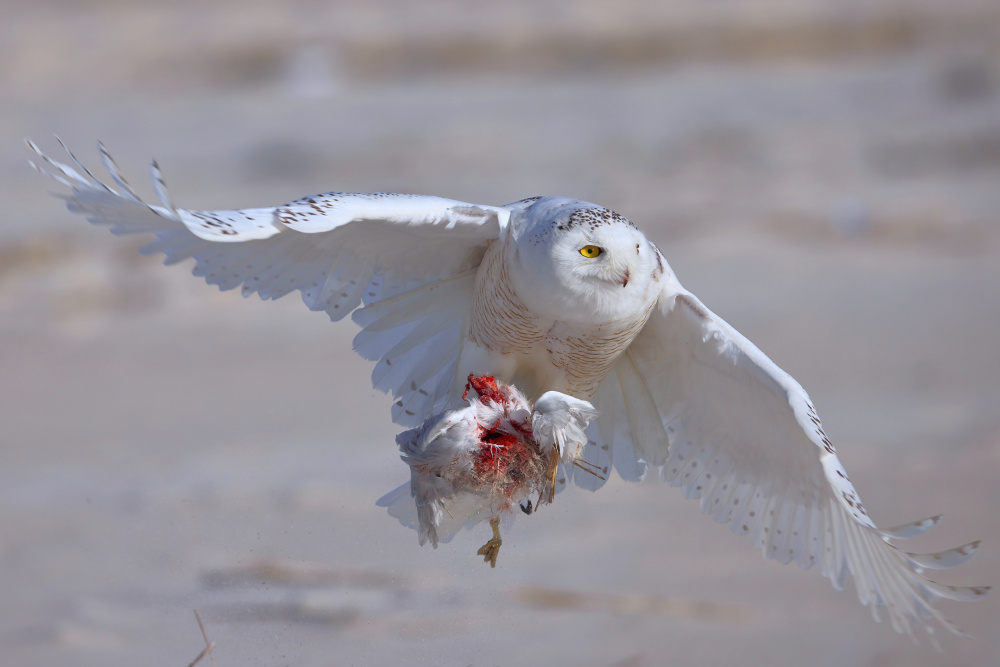 Snowy Owl in Hunting von Gavin Lam