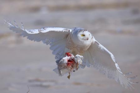 Snowy Owl in Hunting