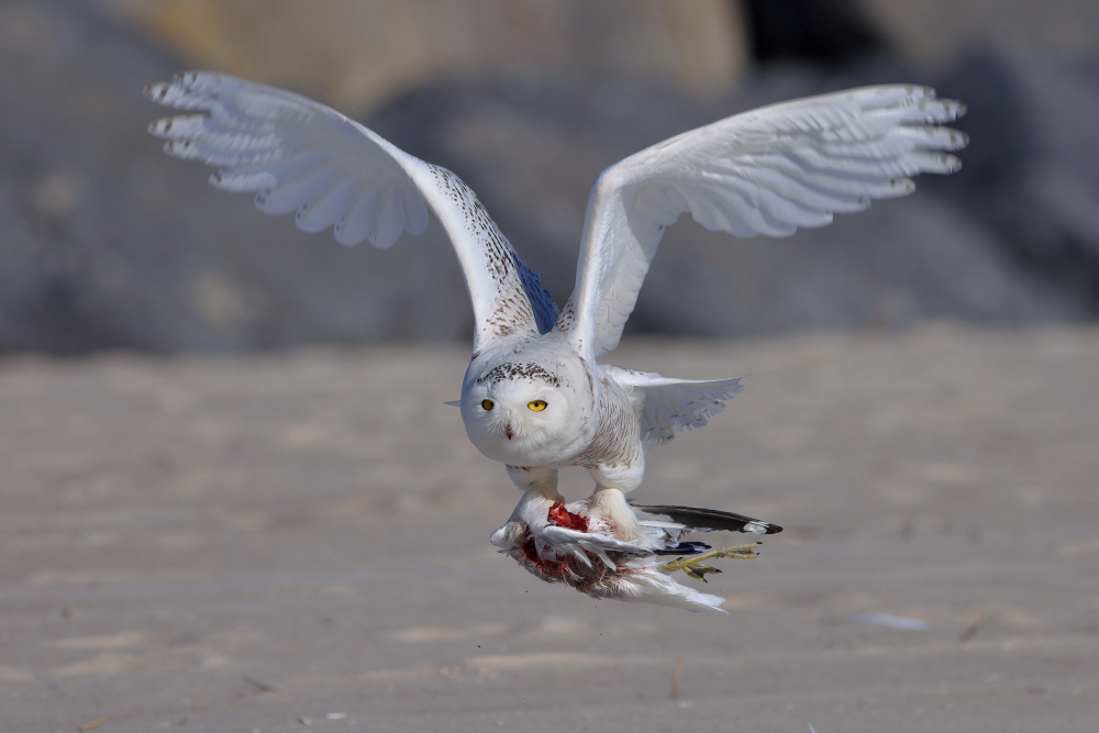 Snowy Owl in Hunting von Gavin Lam