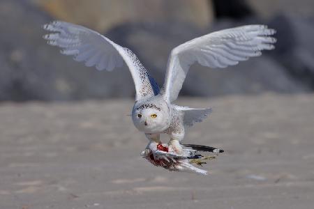 Snowy Owl in Hunting