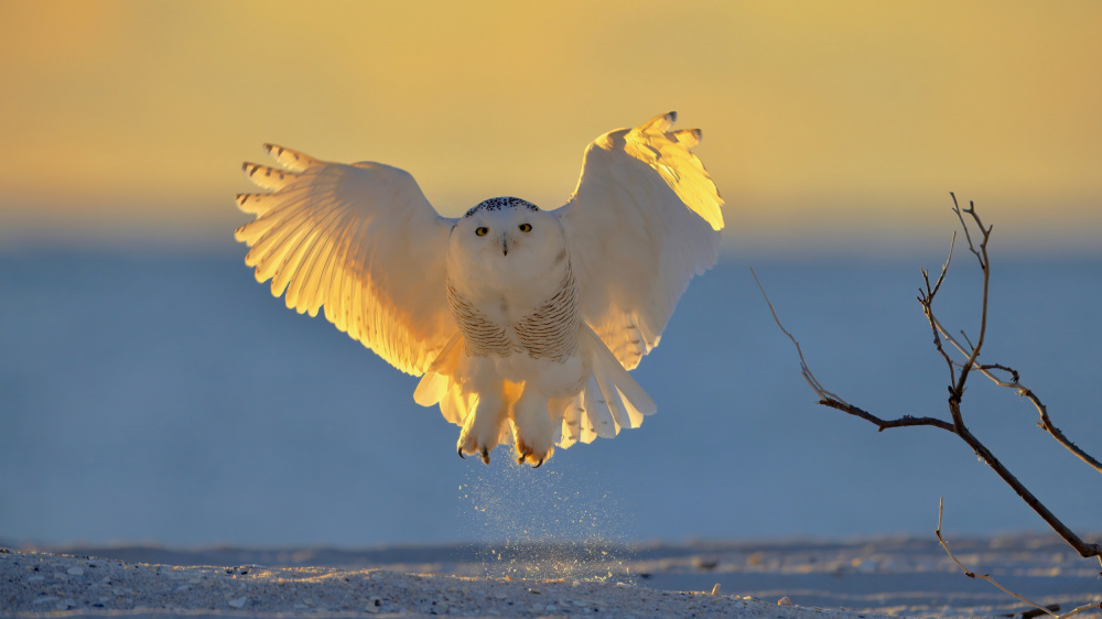 Snowy Owl at Sunrise von Gavin Lam