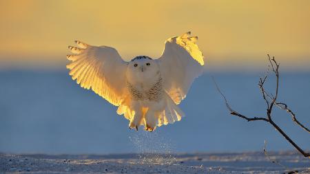 Snowy Owl at Sunrise