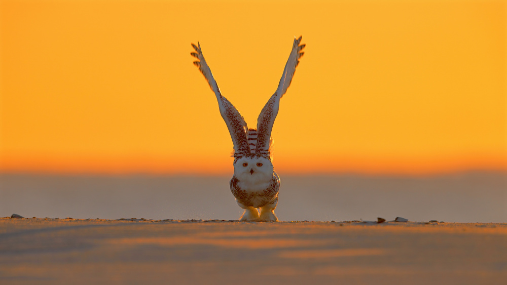 Snowy Owl at Sunrise von Gavin Lam