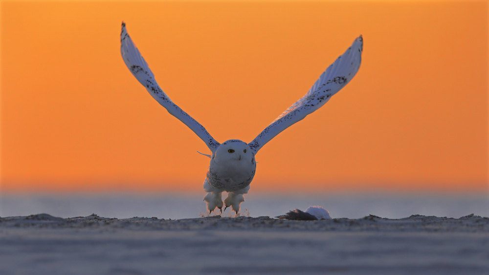 Snowy Owl at Sunrise von Gavin Lam