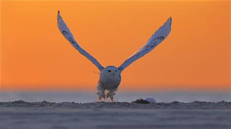 Snowy Owl at Sunrise