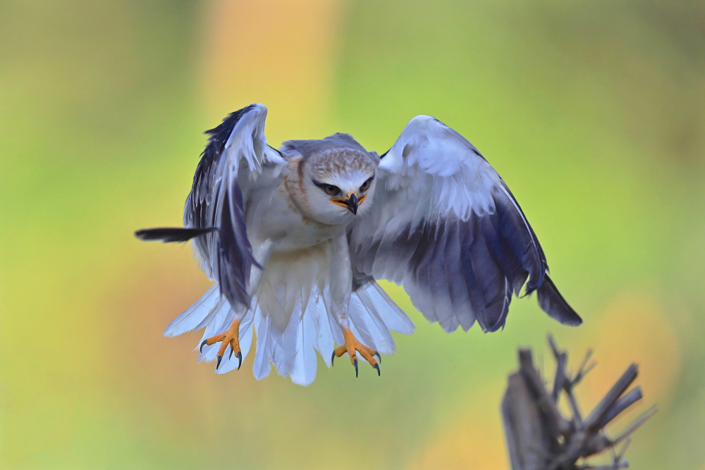 Black-winged Kite von Gavin Lam