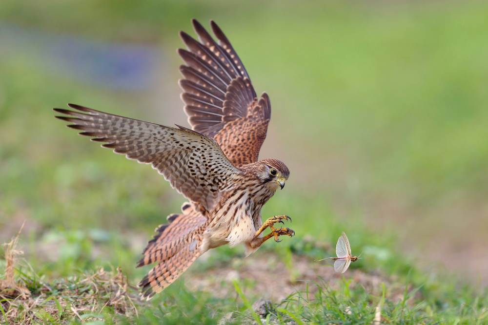 Common Kestrel von Gavin Lam