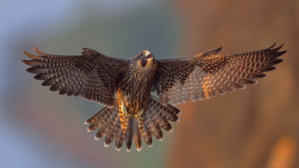 Peregrine Falcon von Gavin Lam