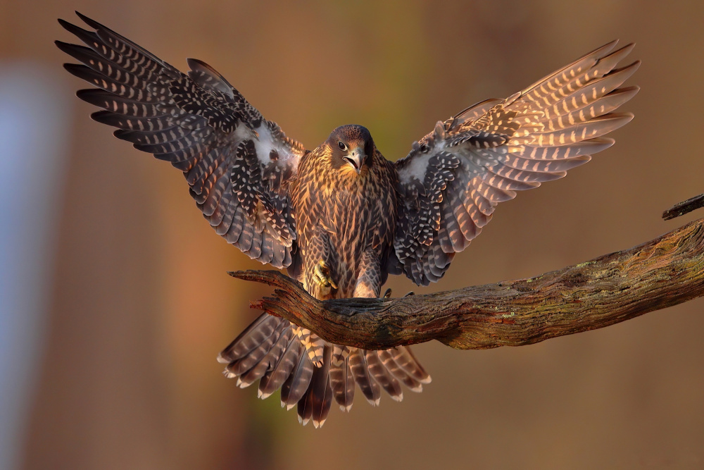 Peregrine Falcon von Gavin Lam