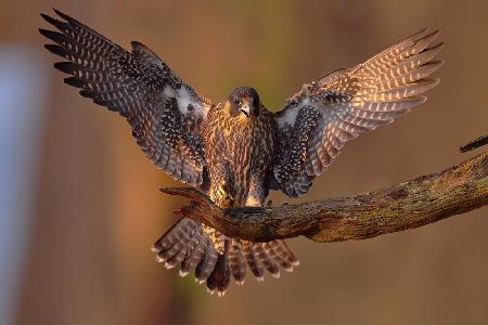 Peregrine Falcon