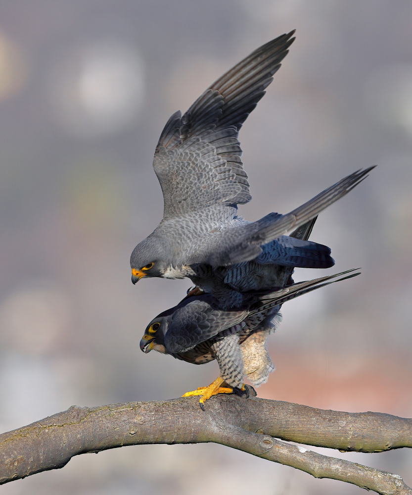 Peregrine Falcon von Gavin Lam