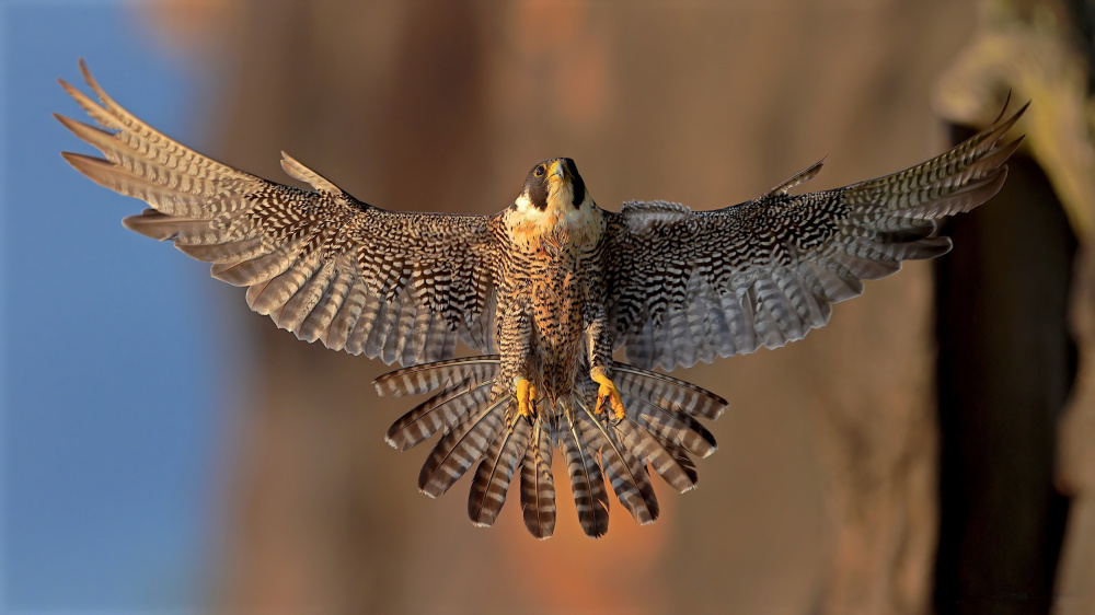 Peregrine Falcon von Gavin Lam