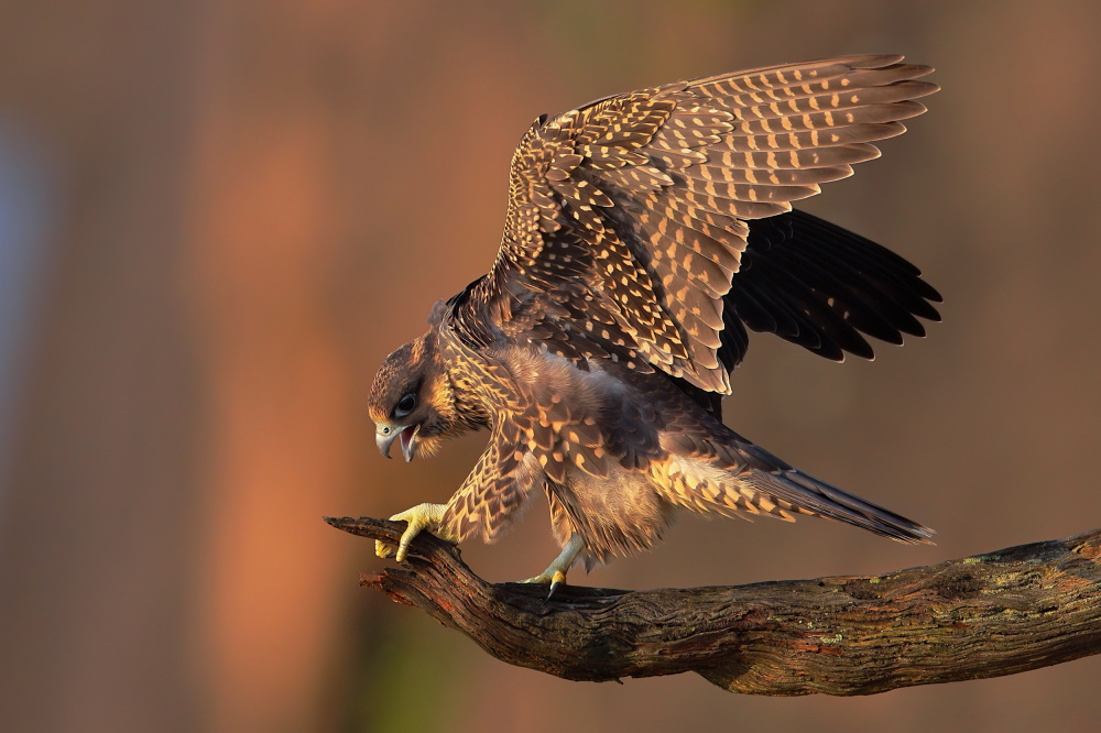 Peregrine Falcon von Gavin Lam