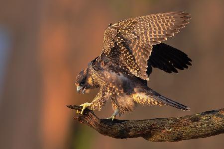 Peregrine Falcon