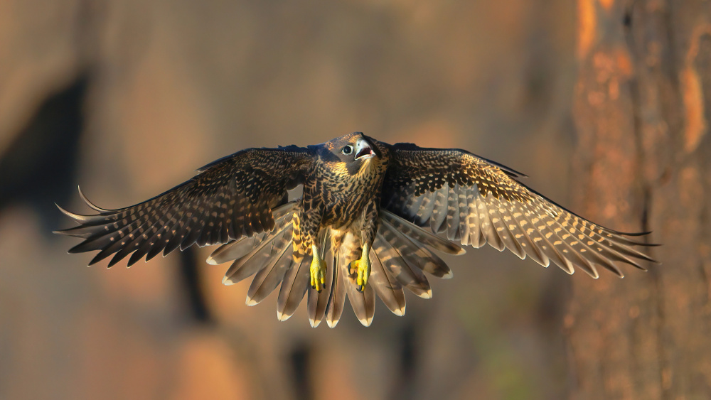 Peregrine Falcon von Gavin Lam