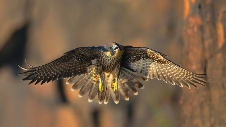 Peregrine Falcon