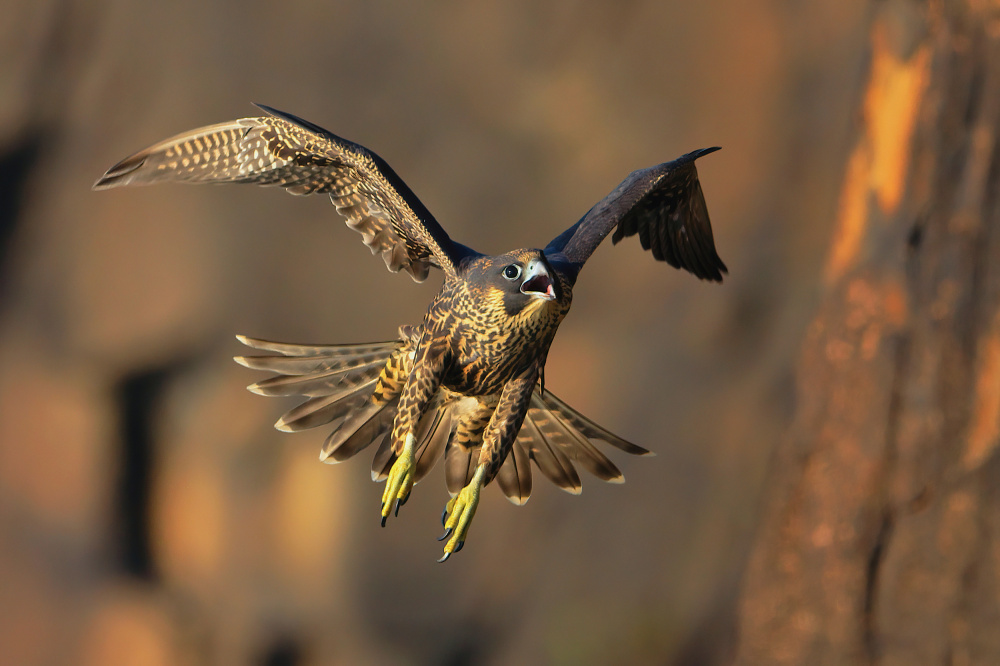 Peregrine Falcon von Gavin Lam