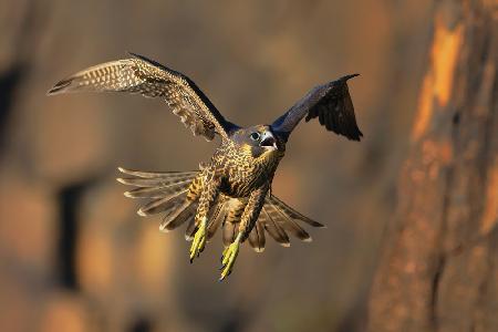 Peregrine Falcon