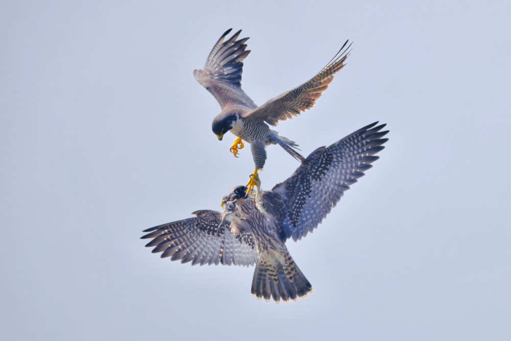 Peregrine Falcon Transfer Food von Gavin Lam