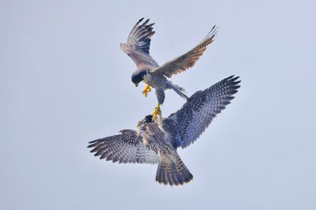 Peregrine Falcon Transfer Food