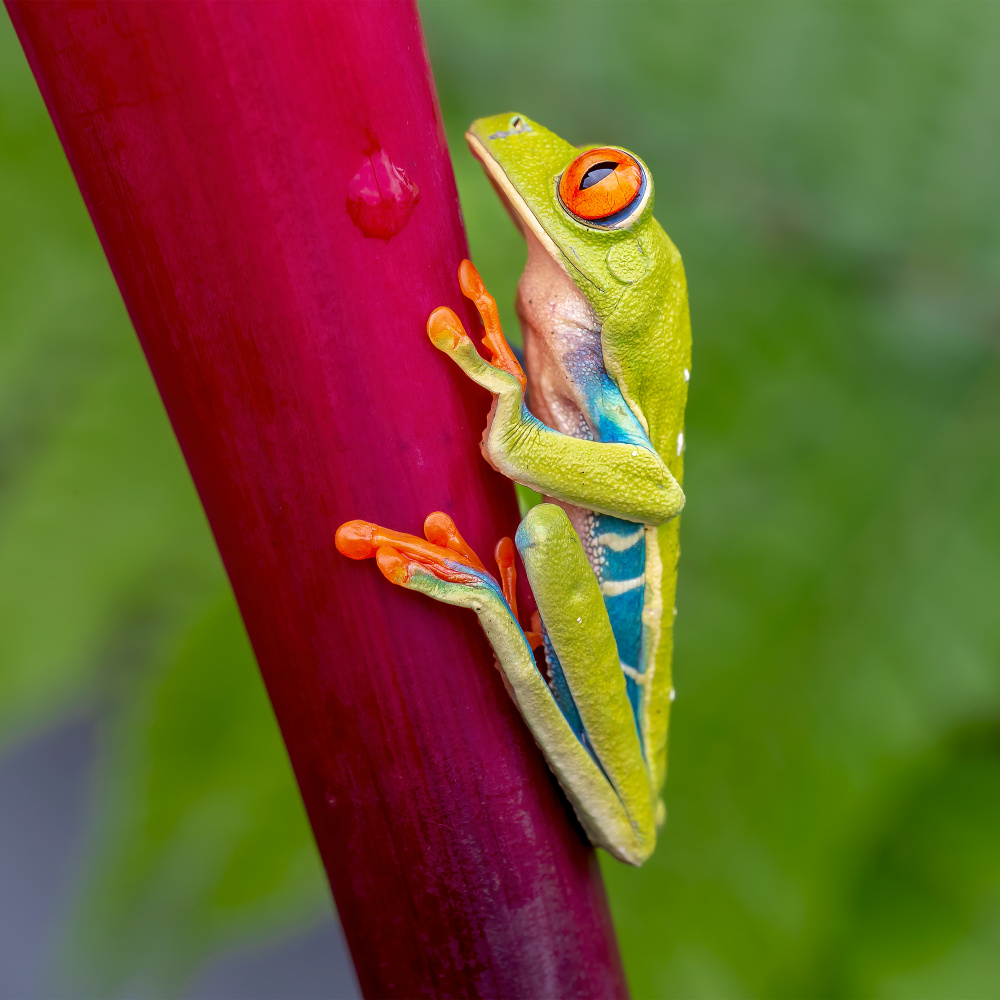 Agalychnis callidryas von GENNARO DI NOTO