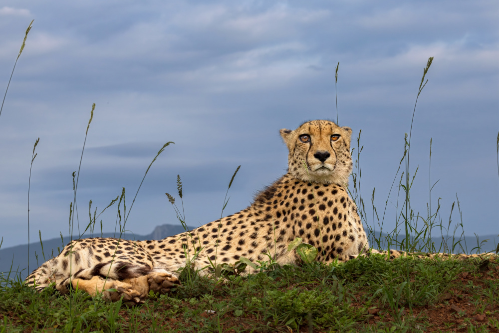 Cheetah von GENNARO DI NOTO