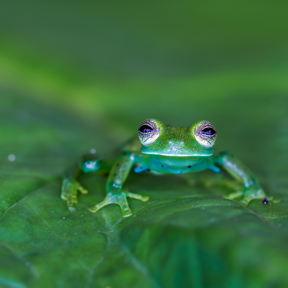 Glass frog von GENNARO DI NOTO