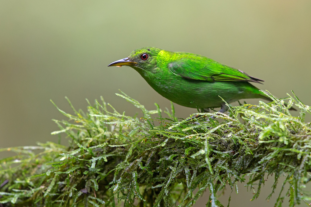 Green honeycreeper von GENNARO DI NOTO