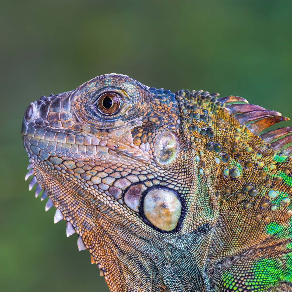 Iguana verde von GENNARO DI NOTO