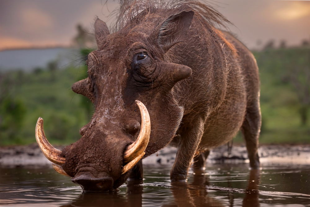 Pumbaa von GENNARO DI NOTO