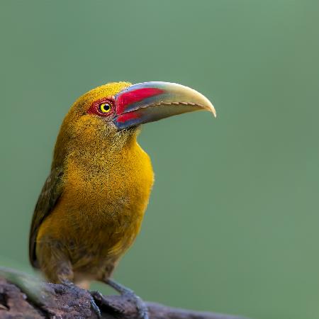 Saffron Toucanet