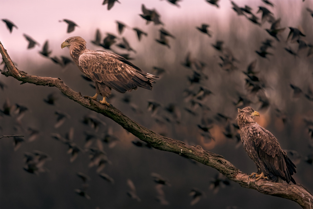 White tailed eagles von GENNARO DI NOTO