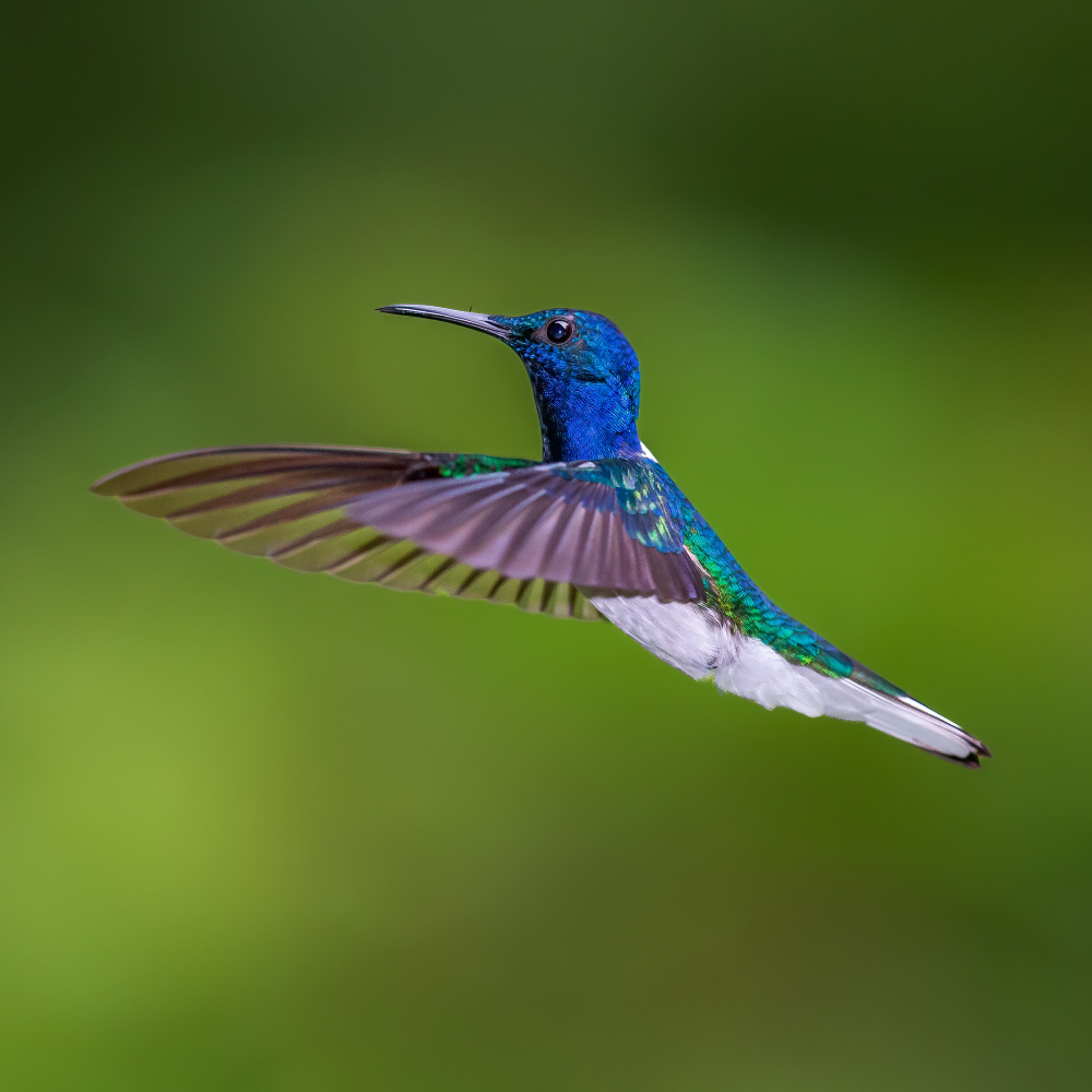 White necked jacobin von GENNARO DI NOTO