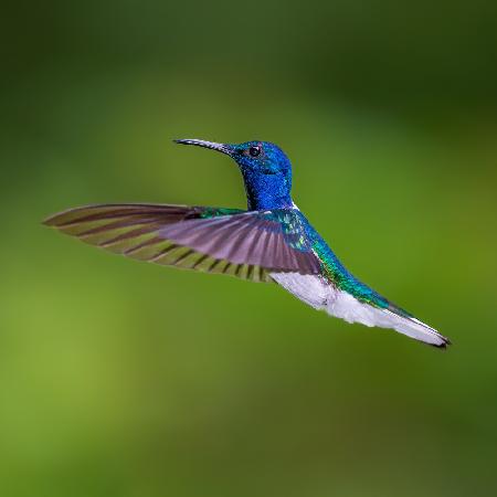 White necked jacobin