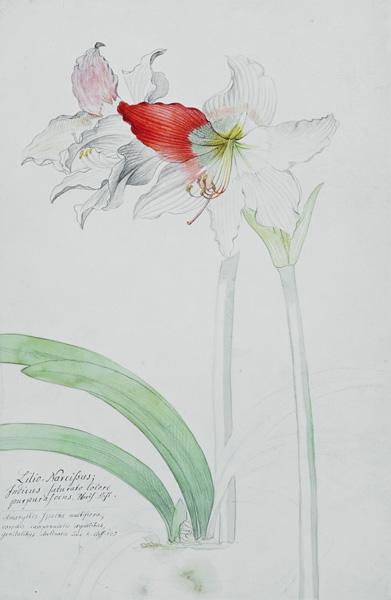 Amaryllis: Lilio-Narcissus, Indicus von Georg Dionysius Ehret