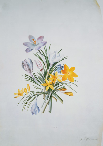 Crocus bunch von Georg Dionysius Ehret