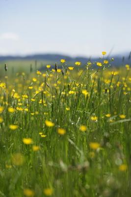 Spring von Georg R Brenner