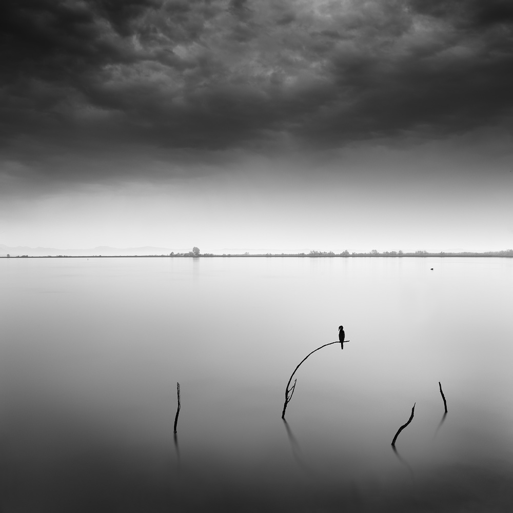 Blackbird von George Digalakis