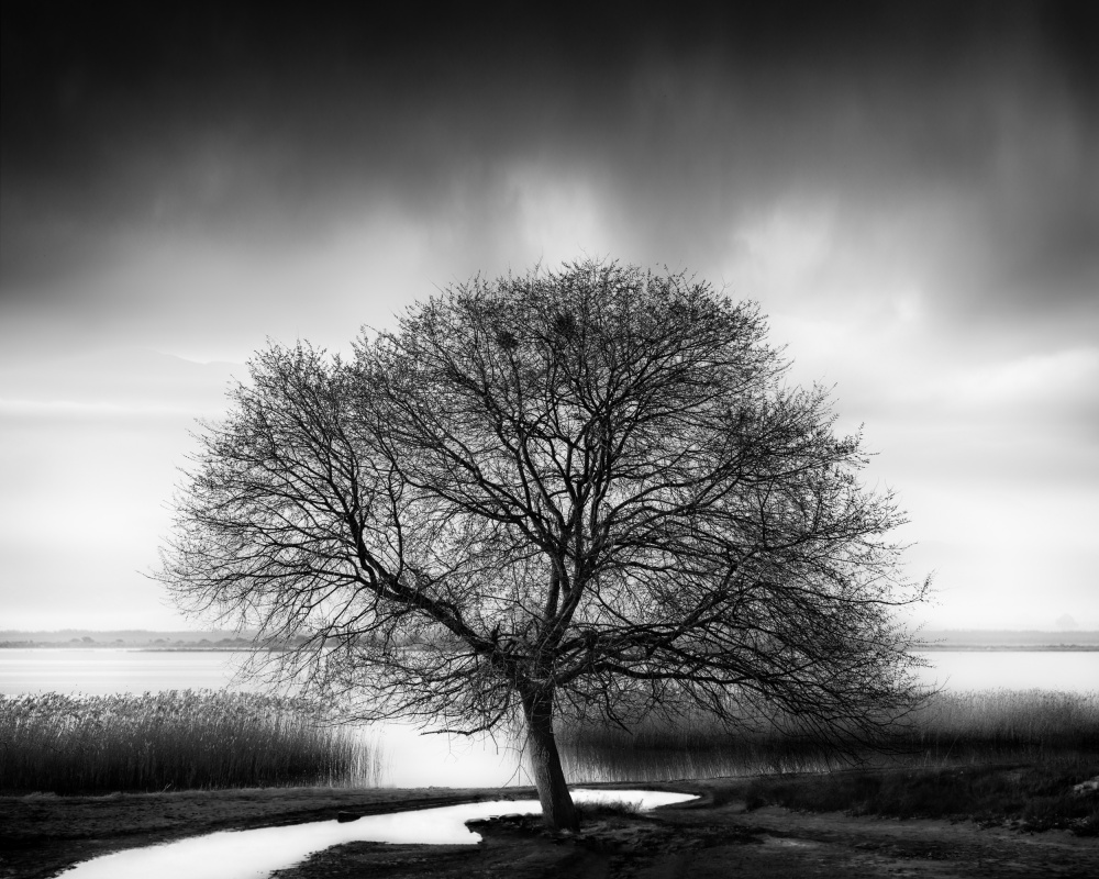 Tree by the Lake von George Digalakis